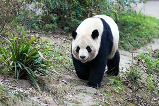 里程碑！梅西职业生涯达成联赛500球大关，场均0.85球